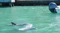 Passage Key Dolphin Tours image 2